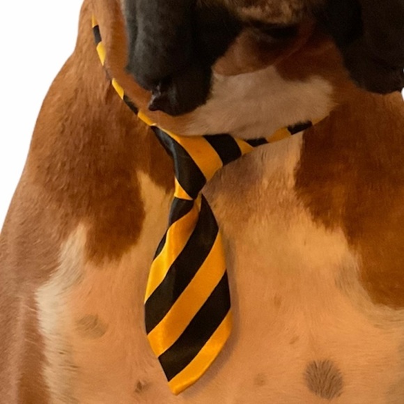 Adjusting Dog Neck Tie Collar - Picture 1 of 7